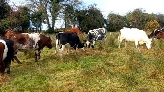 Its officially winter  Time to take advantage of the dryer land shorthorn Galloway outwintering [upl. by Gradeigh]