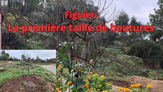 Figuier la première taille de boutures [upl. by Lehcer]