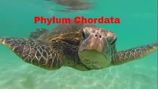 What are Chordates  Phylum Chordata [upl. by Itsym]