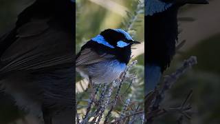 SPOTTED Superb fairy wren  Malurus cyaneus [upl. by Ankeny966]