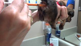 How to Give a Puppy a Warm Water Enema [upl. by Jentoft]