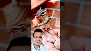 The cute chipmunk is eating peanuts shorts funny cute trending shortsvideo reels DaHanGa [upl. by Sauder]