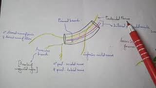 Pudendal Canal  2 Pudendal nerve and its branches  TCML [upl. by Ogram]