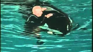 ORCA ASSASSINA ATTACCA ISTRUTTORE  KILLER WHALE attacks INSTRUCTOR [upl. by Duyne]