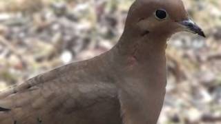 Mourning Dove  HD MiniDocumentary [upl. by Norre]