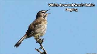 Whitebrowed Scrub Robin singing [upl. by Bibah]