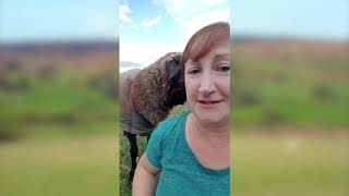 Heather Loomis from Bohlayers Orchards Discusses CVM Romeldale Sheep [upl. by Diehl]