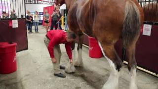 Behind the Scenes with the Budweiser Clydesdales [upl. by Elias92]