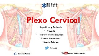 Anatomía  Plexo Cervical Superficial y Profundo Ramos Colaterales Nervio Frénico y Asa Cervical [upl. by Elladine]