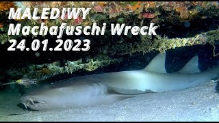 MALEDIWY  Machafuschi Wrak  styczeń 2023 [upl. by Kristo233]