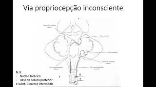 Orientações Vias AFERENTES [upl. by Aicilaf26]