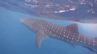 Placencia Belize Whale Sharks  On tour with Ray Caye Island Resort [upl. by Blossom671]