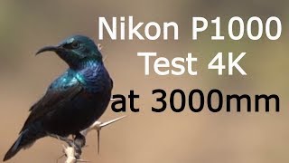 Nikon P1000 4K test Video at 3000mm [upl. by Gonick]