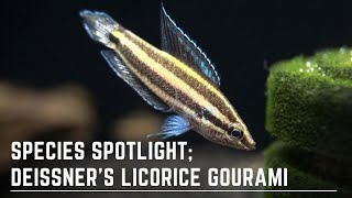 Species Spotlight  Deissners Licorice Gourami  How to Care for and Breed Parosphromenus Deissneri [upl. by Enitnelav66]