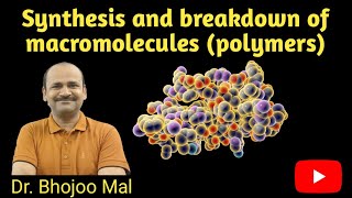 Synthesis and Breakdown of Macromolecules Class 11 Biology  by Dr Bhojoo Mal [upl. by Gasper451]