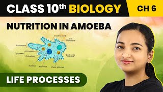 Life Processes Class 10 Science Biology One Shot  Life Processes Class 10 Science Biology 202223 [upl. by Anahcra]