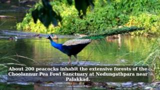 Choolannur Pea Fowl Sanctuary Palakkad [upl. by Astto278]