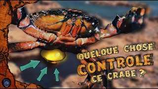 🐚 Ce parasite qui contrôle et transforme les crabes 🐚 [upl. by Cerellia]