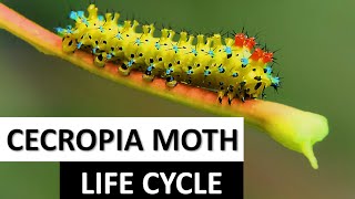 Cecropia Moth Life Cycle easily explained [upl. by Lizbeth]