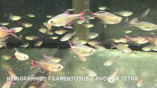 Hemigrammus filamentosus  Phoenix Tetra [upl. by Berfield]