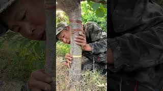 Satisfying Process Of Girdling Cherry Tree [upl. by Ahkihs]