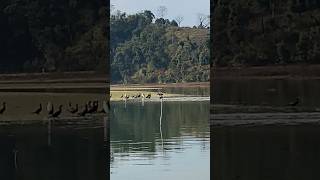 Seasonal Black Ducks in Pokhara blackduck wildducks phewalake fewalake pokhara [upl. by Irrehs]