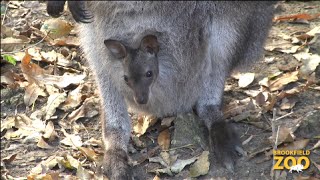 Adorable Wallaby Joeys at Brookfield Zoo [upl. by Ettedo]