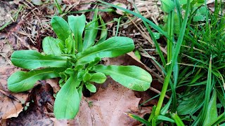 Southerners Do You Overlook This Tasty Wild Vegetable Every Spring [upl. by Kata]