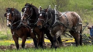 West Michigan Draft Horse Club Plow Day [upl. by Kerekes]