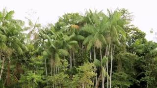 The açai palm Euterpe oleracea in ColombiaEnglish subtitleswebm [upl. by Nauqal786]