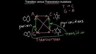 Transition versus Transversion mutations how to memorize [upl. by Cohleen657]