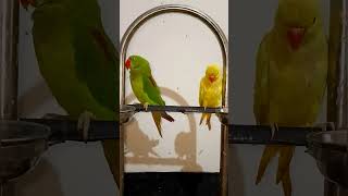 Parrot videoparrot [upl. by Girand]