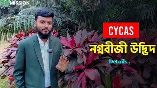 সাইকাস উদ্ভিদ দেখতে কেমন  Cycas  HSC Biology [upl. by Arze]