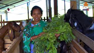 Heifer International Nepal in Lumbini Province [upl. by Agn]