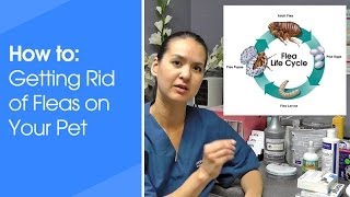 How to get rid of fleas on your pet [upl. by Kepner]