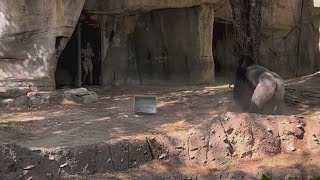 Wild viral video shows zookeepers trying to hide from silverback gorilla at Fort Worth zoo [upl. by Onaicul]