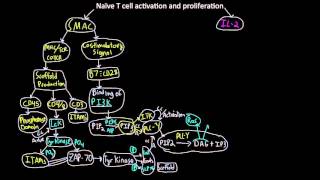 Naive T cell activaton and proliferation map [upl. by Elysee247]