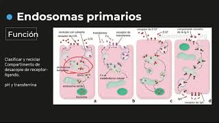 Endosomas tipos y funciones Relación con enfermedad de ALZHEIMER  Histología C3 [upl. by Lynde940]