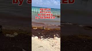 BEACH ACCESS BLOCKED by SEAWEED  Mahahual Mexico seaweed sargassum mahahual [upl. by Dov]