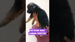 Gsd female puppy available dog puppy petlover petlovers puppies puppydog [upl. by Gussman898]