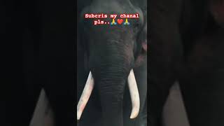 ලස්සන විඩියො බලන්න අපිව subcris කරන්න animals loing elephantyoutubeshorts youtube viralvideo [upl. by Suiramad]