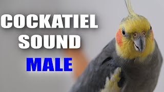 Male Cockatiel Sound [upl. by Shabbir]