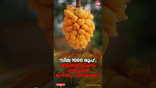 വില ഉയർന്ന് ആഞ്ഞിലിപ്പഴം കാരണം ഇതാണ് [upl. by Ynavoeg]