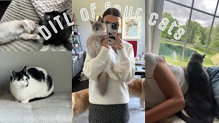 A Day in the Life CAT SITTING  What its like to be a cat sitter [upl. by Analed116]