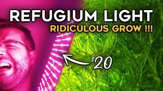 Cheap Refugium Amazon LIGHT  Grow Chaetomorpha like a Champion [upl. by Kcirdor]