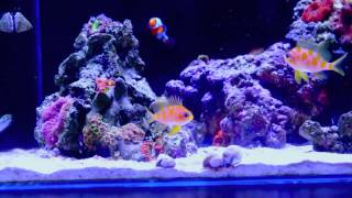 Borbonius Anthias at World Wide Corals [upl. by Cia]