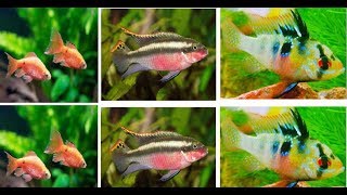 Top 15 Easy to Breed Freshwater Aquarium Fish [upl. by Ahsined]