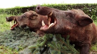 Treibjagd auf Wildschwein – Slowakei  Hunting for wild boar  Slovakia [upl. by Nylave]