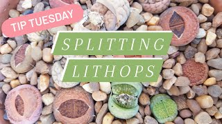 Tip Tuesday What to do when your Lithops are Splitting [upl. by Ainaznat]