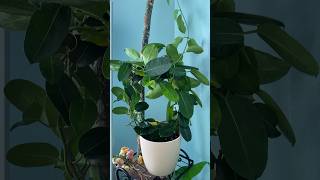 Stephanotis houseplant houseplants plantcare planthome plants youtubeshorts [upl. by Assilen]